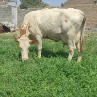 فروش دو رس گاو سیمتال