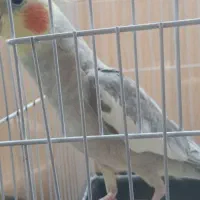 عروس هلندی|پرنده|پاکدشت, پاکدشت (مامازند)|دیوار