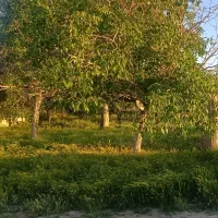 خیابان آزادی موقعیت خوب برای ساخت سوله و انباری