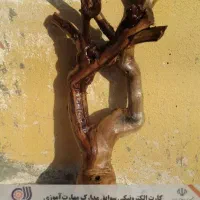 نقاشی رضایی