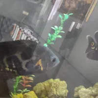 ماهی اسکار|ماهی|خرمآباد, |دیوار