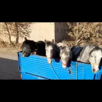 خرید فروش پالونی مادیون نریون