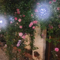 پتینه