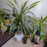 گل و گیاه طبیعی