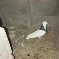 طوقی نر|پرنده|اسفراین, |دیوار