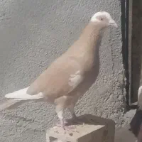 کفتر فروشی|پرنده|یزد, |دیوار