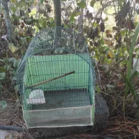 قفس مرغ عشق با لوازم فقط سیصد