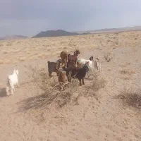 بزوبزغاله