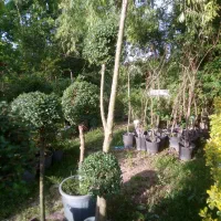 خدمات کارهای باغ و باغشهر وفروش مرغوب ترین درختان