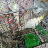 یک جفت عروس هلندی همراه جوجه و تخم|پرنده|نجف‌آباد, دانش|دیوار