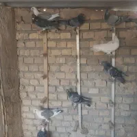 دسته کفتر مسافتی .تفت