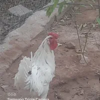 خروس گلین|حیوانات مزرعه|پاکدشت, پاکدشت (مامازند)|دیوار