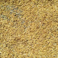 کری چلتوک لنجان عطر بو عالی  بهترین کفیت پرمغز