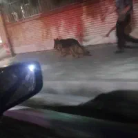 سگ ژرمن