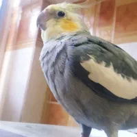 گمشده