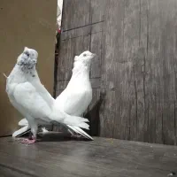 کبوتر|پرنده|هرسین, |دیوار