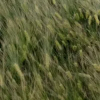 بذر جو آبی رقم بهمن|عمدهفروشی|لالجین, |دیوار