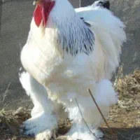 مرغ خروس برهماو گلین وسلطانی