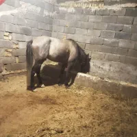 اسب نریان کرد