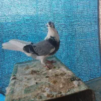 فروش ۳ عدد ماده|پرنده|اصفهان, باغ فدک|دیوار