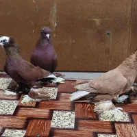 تعدادی کبوتر الوان|پرنده|باسمنج, |دیوار