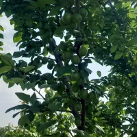 هرس کاری|خدمات باغبانی و درختکاری|محمدشهر, محمدشهر|دیوار