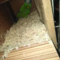 جفت سنگال اماده|پرنده|مهدی شهر, |دیوار