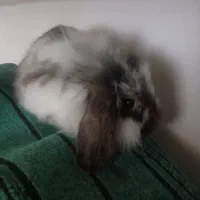 خرگوش پشمالو ماده