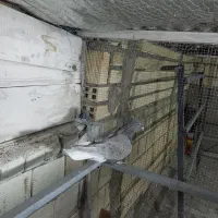 ماده دم سفید و دوکت سرور|پرنده|خمینیشهر, |دیوار