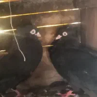 جفت زاغ