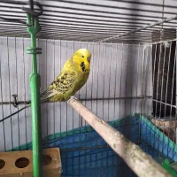 ۳ عدد مرغ عشق یدونش انگلیسی با یه قفس