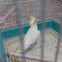 عروس لوتینو ماده بالغ|پرنده|سراوان, |دیوار