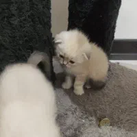 چینچیلا سیلور اسکاتیش بریتیش|گربه|ساری, |دیوار