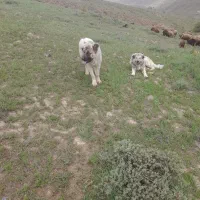 نرو ماده|سگ|اردبیل, |دیوار