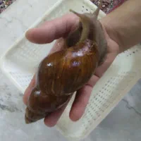 فروش حلزون|خزنده|کاشان, میدانگاه آقا|دیوار