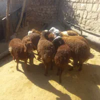 فروش ۱۰ عدد بره نر|حیوانات مزرعه|کوهدشت, |دیوار