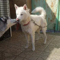 فروش سگ هاسکی اصل