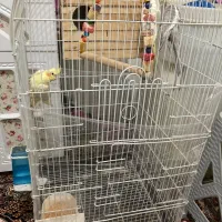 عروس هلندی جفت|پرنده|فردوسیه, |دیوار