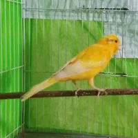 قناری پرتقالی نر قرص شلاقی میخونه به ضمانت|پرنده|زاهدان, |دیوار