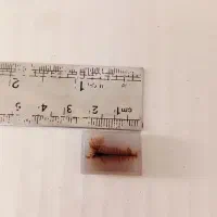 سنگ کلکسیونی نگین شجر|جواهرات|شاهرود, |دیوار