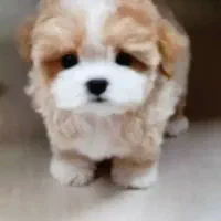 سگ پودل عروسکی|سگ|سمنان, |دیوار