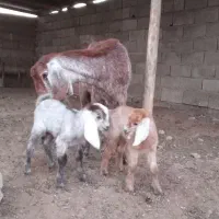 دو عدد بز بزقاله دار|حیوانات مزرعه|گنبد کاووس, |دیوار