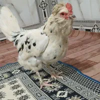 ۳ عدد مرغ گلین جوان