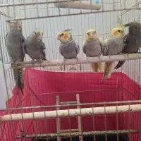 عروس هلندی