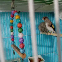 سهره نر.|پرنده|شیروان (خراسان), |دیوار