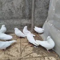 کبوتر ماده|پرنده|نوشین شهر, |دیوار