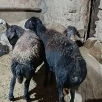 قوچ قرع قزل لخت