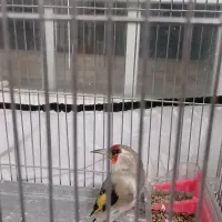 سهر گوش سفید بافتی