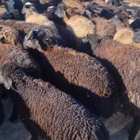 میش بره سیاه سام سیاکبود شیشک بره