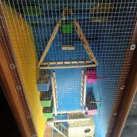 قفس چوبی دست ساز|لوازم جانبی حیوانات|مشکیندشت, |دیوار